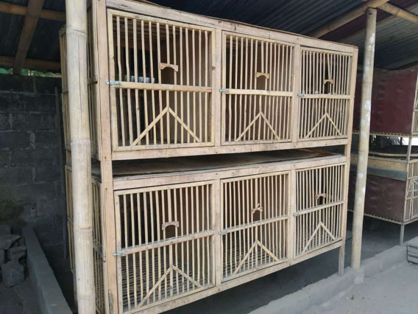 Panduan Praktis Membuat Kandang Ayam di Rumah