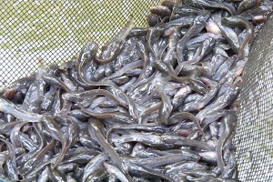 Cara Memilih Bibit Ikan Lele Yang Bagus