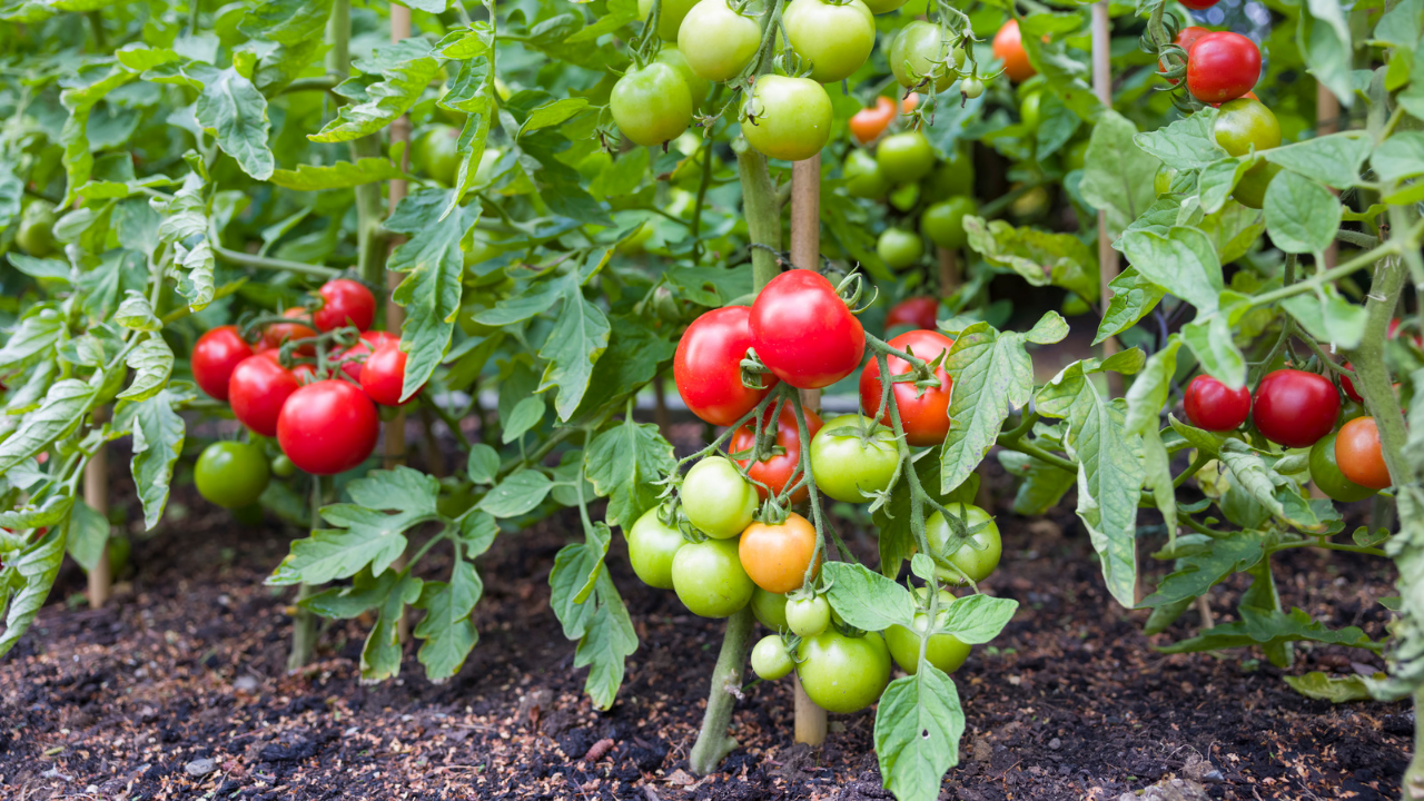 Cara Menanam Tomat di Halaman Rumah
