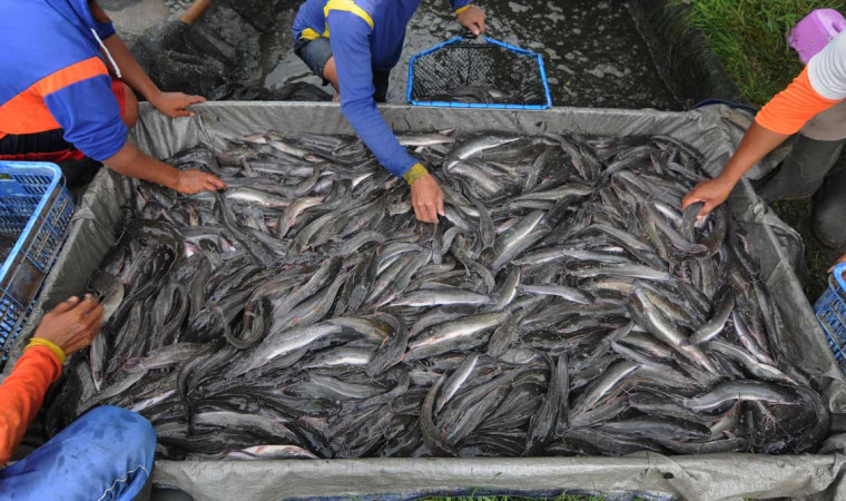Manfaat Budidaya Ikan Lele Bagi Masyarakat dan Lingkungan
