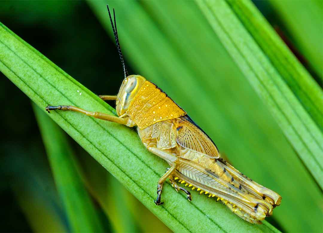 Strategi Pengendalian Yang Efektif Mengatasi Hama Pada Tanaman Padi