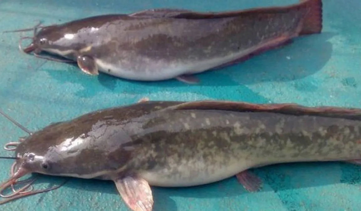 Panduan Praktis Memilih Indukan Lele Yang Berkualitas Untuk Budidaya