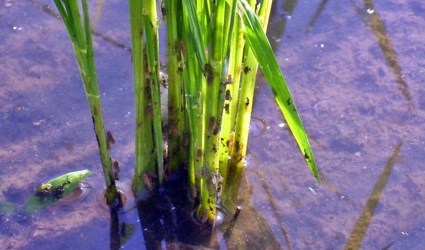 Penyebab Serangan Hama Dan Penyakit Pada Tanaman Padi
